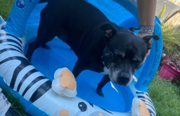 B&M shoppers rush to buy £8 bargain buy for their kids – but parents say it's perfect for their pets too | The Sun