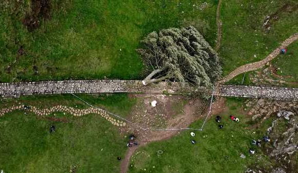 Boy arrested on suspicion of felling tree 'could not have done alone'