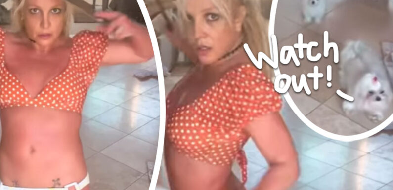 Britney Spears Fans FEAR For Her Dogs' Lives After Knife Video – As She Appears To Be Injured!
