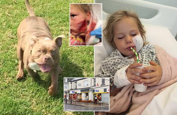 Bully that 'ripped off' part of five-year-old's cheek will be put down