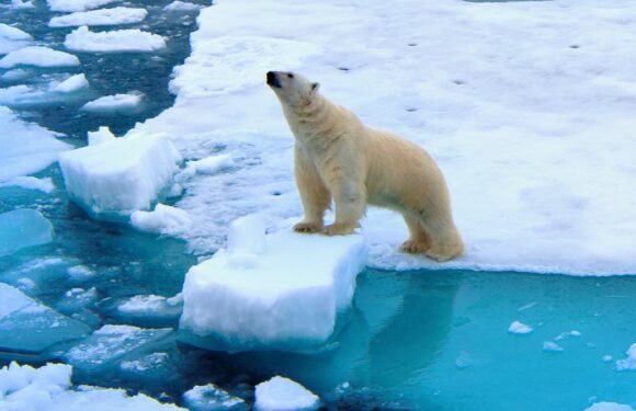 Can neurotic travel-phobe COSMO LANDESMAN embrace the Arctic?