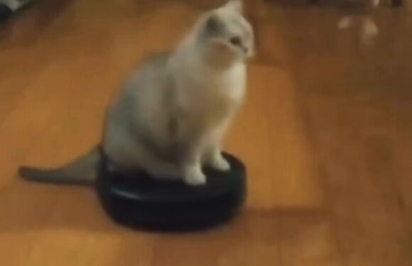 Cat owner re-watches pet camera and is left howling at feline’s routine