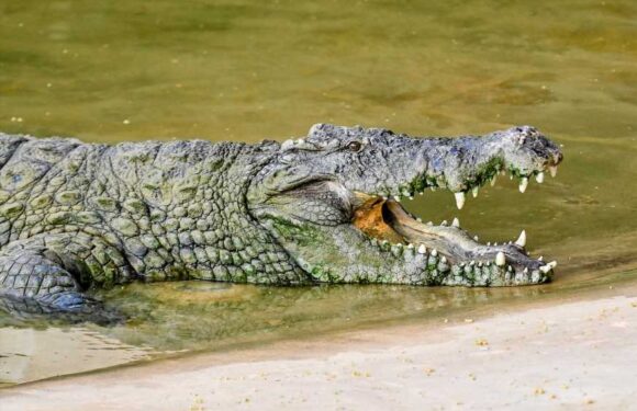 Crocodile bites, the Plague and an 'excessive sex drive' among weirdest visits to NHS hospitals last year | The Sun