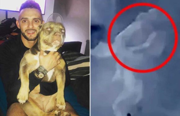 Dog owner jailed after girl, six, mauled by rampaging pack of six bulldogs as her older sister tried to wrestle them off | The Sun