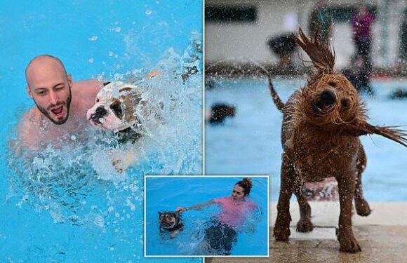 Dozens of dogs splash around with their owners at Saltdean Lido