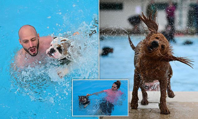 Dozens of dogs splash around with their owners at Saltdean Lido
