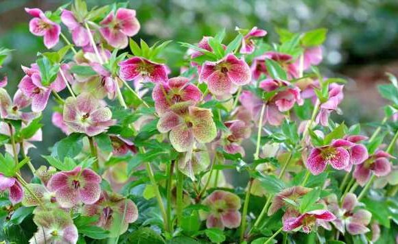 Early-blooming flowers to sow now for late winter displays