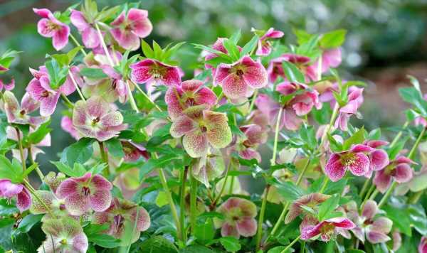 Early-blooming flowers to sow now for late winter displays
