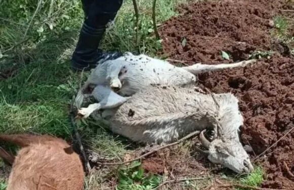 Fears vampire-like monster dubbed ‘El Chupacabra’ is on the rampage after goats & sheep butchered in mass decapitation | The Sun