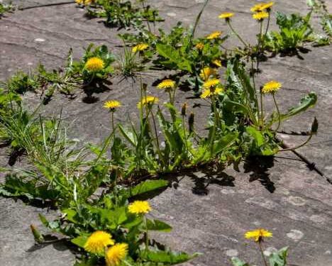 Gardening gurus share how to get rid of stubborn weeds from your gravel and there’s zero digging involved | The Sun