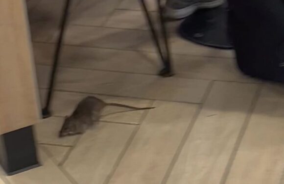 Giant rat ‘the size of customer’s foot’ in McDonald’s leaves diners screaming