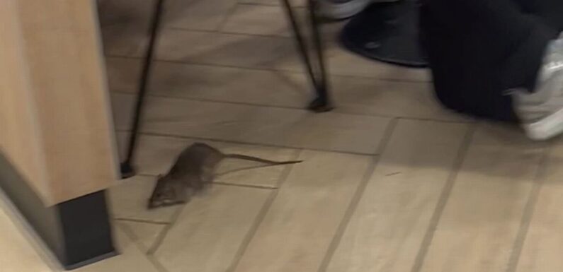 Giant rat ‘the size of customer’s foot’ in McDonald’s leaves diners screaming
