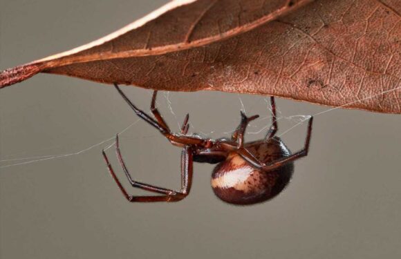 How to get rid of false widow spiders? – The Sun | The Sun