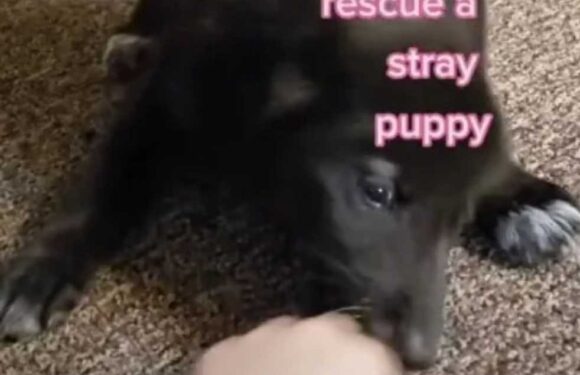 I rescued an adorable stray puppy off the street but it wasn’t so cute when it grew up… it is far more dangerous | The Sun