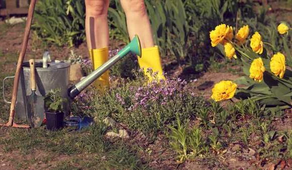 I'm a gardening expert and these are 7 laws you might be breaking