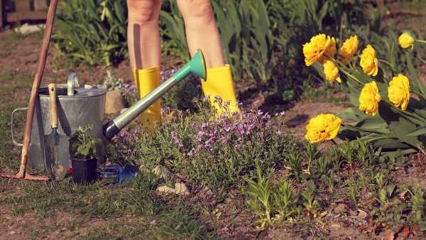 I'm a gardening expert and these are 7 laws you might be breaking