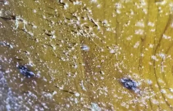 I’m a cleaning whizz & you probably have hidden mould all over your house – here’s the clever way to spot and remove it | The Sun