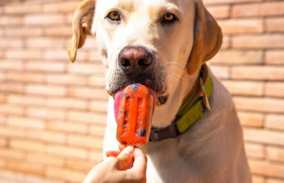 I’m a dog trainer and you should never give your pet ice cubes or icy treats to cool them down if they have heatstroke | The Sun