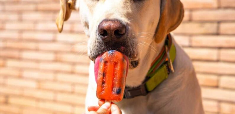 I’m a dog trainer and you should never give your pet ice cubes or icy treats to cool them down if they have heatstroke | The Sun