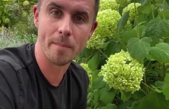 I’m a gardener, how to cut hydrangeas properly and the best time to do it this month, for full blooms next summer | The Sun