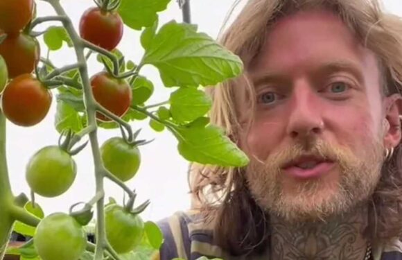 I’m a gardening expert and the best time to pick your tomatoes is not when they’re red | The Sun