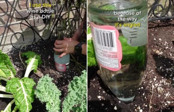 I’m a gardening fan – my clever ‘wine bottle’ hack will keep your garden fresh and watered as the heatwave continues | The Sun