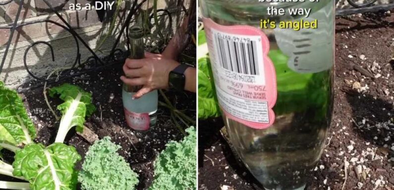 I’m a gardening fan – my clever ‘wine bottle’ hack will keep your garden fresh and watered as the heatwave continues | The Sun