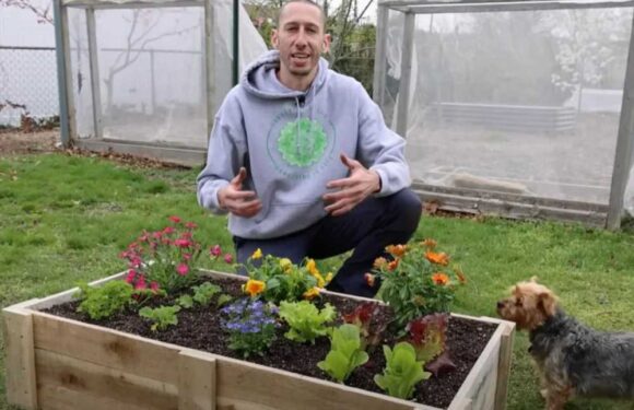 I’m a gardening guru – how to turn one pallet into a raised bed for flowers and vegetables for FREE | The Sun