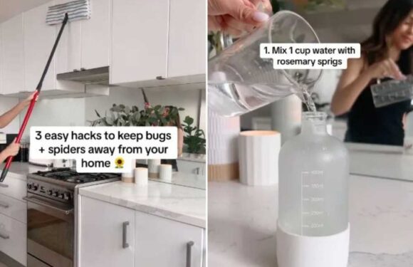 I’m a pro cleaner – three hacks to deter spiders from your home… and why you must pour boiling water down the sink | The Sun