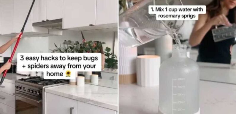 I’m a pro cleaner – three hacks to deter spiders from your home… and why you must pour boiling water down the sink | The Sun