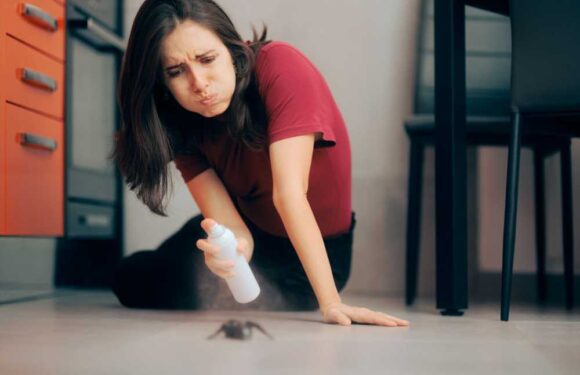 I'm a pest controller – 13 hacks to banish ALL bugs from spiders to mice & fleas & why Vaseline may be the secret weapon | The Sun