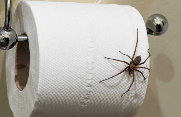 I'm a spider expert – creepy crawlies love green walls, here's the colour they hate that keeps them out your home | The Sun