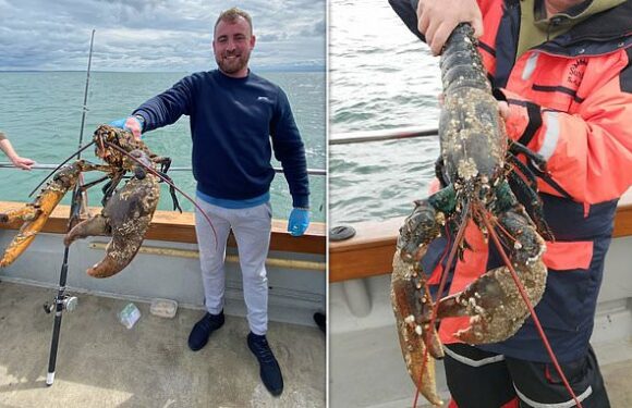 Lucky lobster is saved from the pot for SECOND time