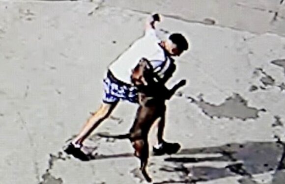 Man arrested over XL Bully rampage where dog mauled schoolgirl