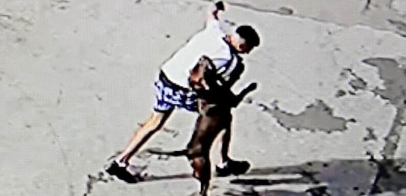 Man arrested over XL Bully rampage where dog mauled schoolgirl