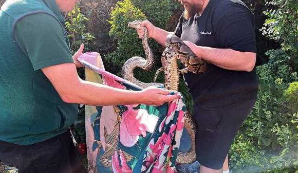 Man is attacked by 11ft python that slithered through his window