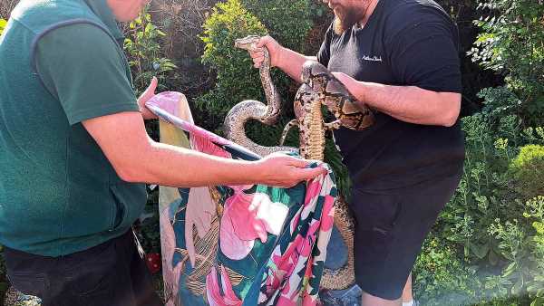 Man is attacked by 11ft python that slithered through his window