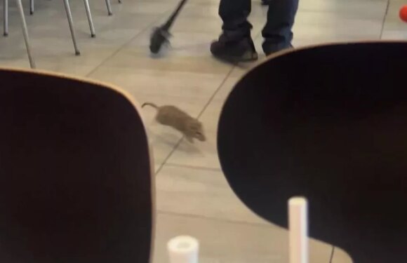 McDonald’s terror as giant rat ‘charges’ at girl, 3, before it’s beaten to death