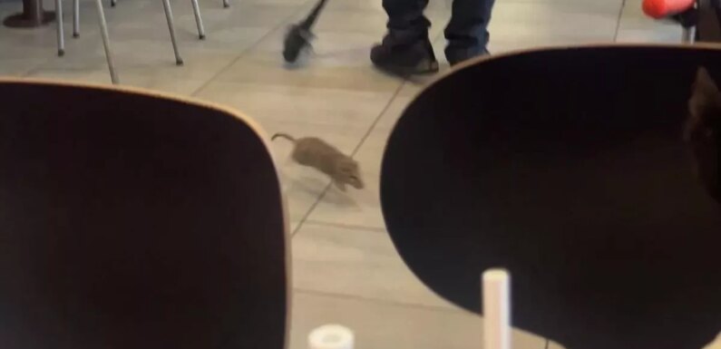 McDonald’s terror as giant rat ‘charges’ at girl, 3, before it’s beaten to death