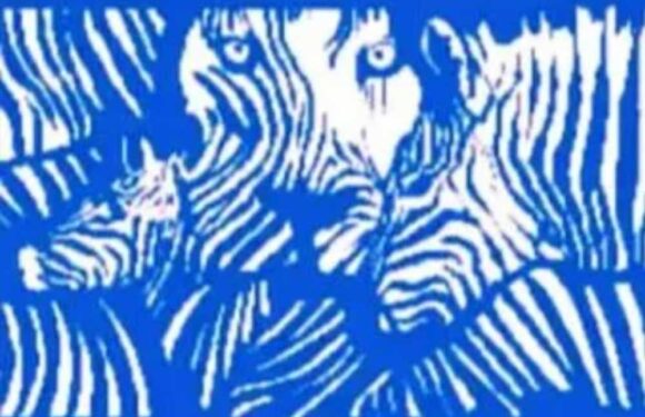 Mind-bending optical illusion reveals whether you’re an introvert or sociable depending on what animal you spot first | The Sun