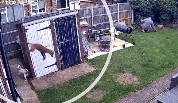 Moment cunning fox 'flies out' the upstairs window of a couple's flat