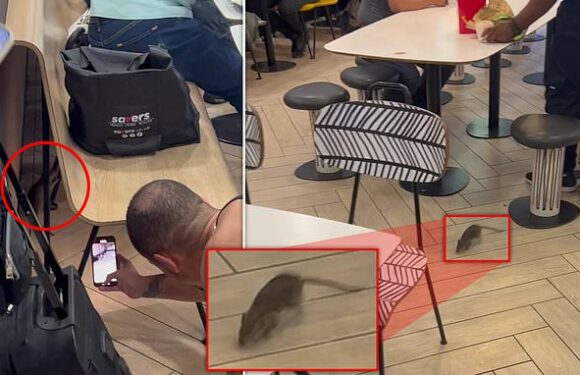 Moment giant RAT the 'size of a foot' scuttles around McDonald's