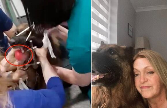 Moment vets remove a ball which was trapped in throat of choking dog