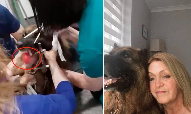 Moment vets remove a ball which was trapped in throat of choking dog