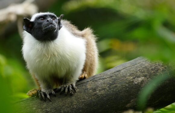 Monkeys ‘communicating via smell like cats’ as they’re drowned out by city noise