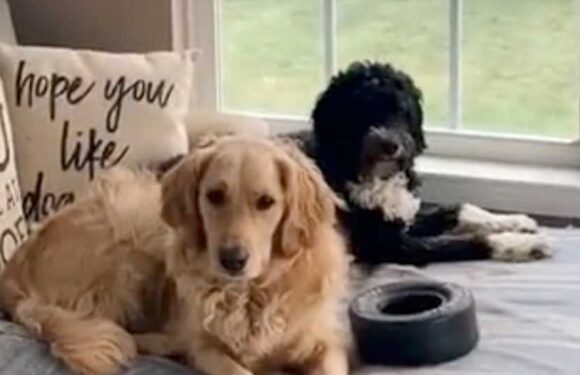 Our dogs are spoiled and have their own room – it's the nicest in the house, there's a couch and a closet for treats | The Sun