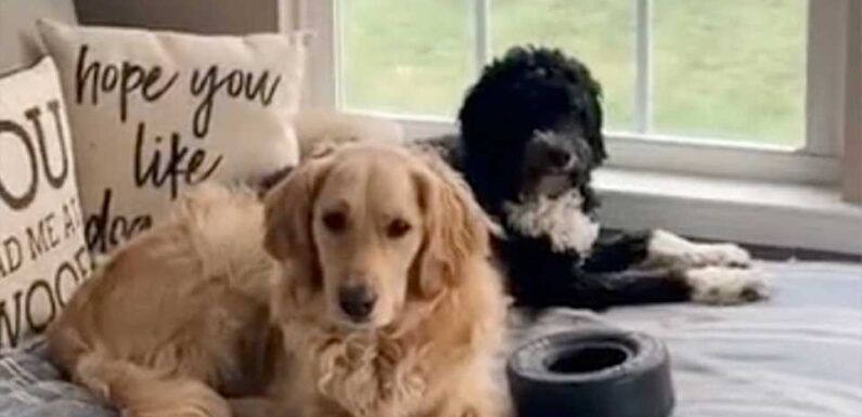Our dogs are spoiled and have their own room – it's the nicest in the house, there's a couch and a closet for treats | The Sun