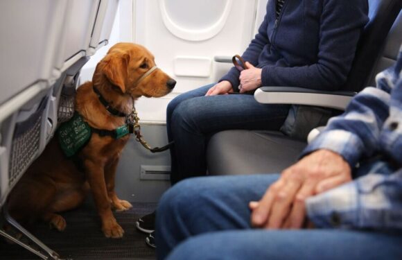 Passengers given £1,143 refund after dog farted on them during 13-hour flight