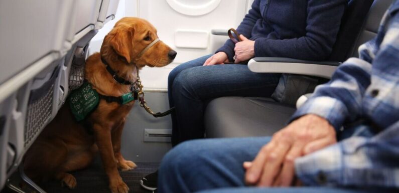 Passengers given £1,143 refund after dog farted on them during 13-hour flight