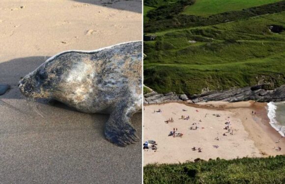 Popular UK tourist attraction shut after surge of tourists enjoying heatwave pose danger | The Sun